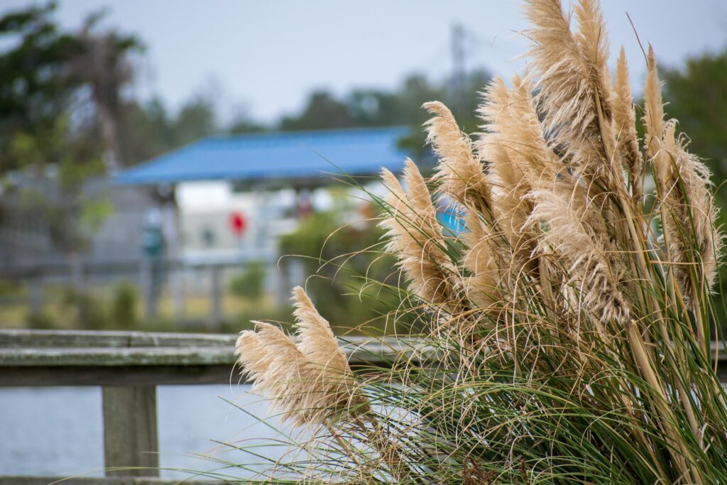 pampas grass