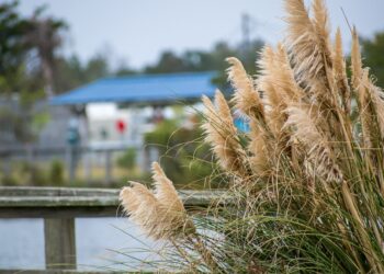 pampas grass