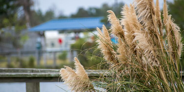 pampas grass